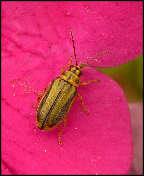 Xanthogaleruca luteola